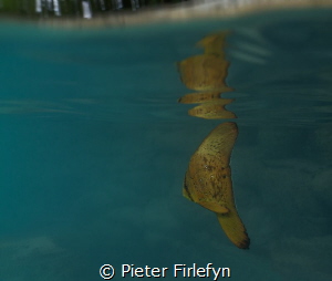 batfish: platax orbicularis juveniles by Pieter Firlefyn 